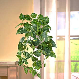 Künstliche Hängepflanze "Efeutute" Künstliche Hängepflanze "Efeutute"