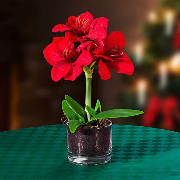 Amaryllis Im Topf Verblüht Was Tun Kunstpflanze Amaryllis im Topf, rot | 3PAGEN