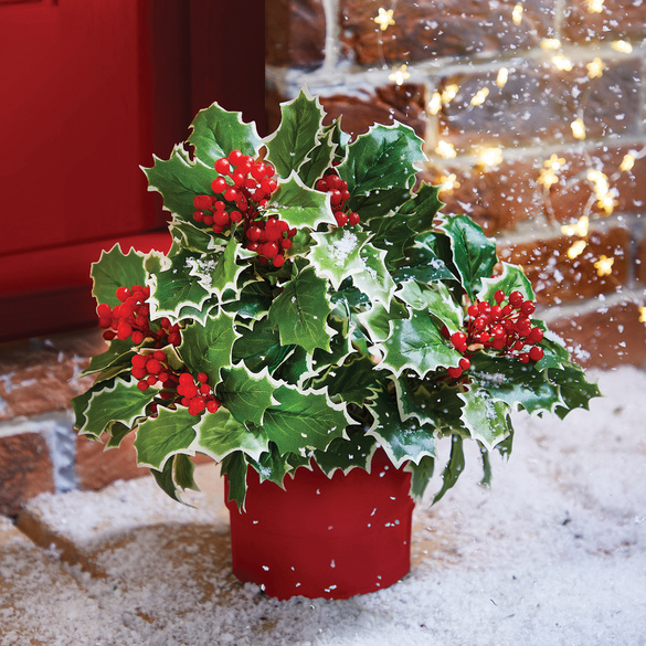Kunstpflanze Ilex 3er-Set