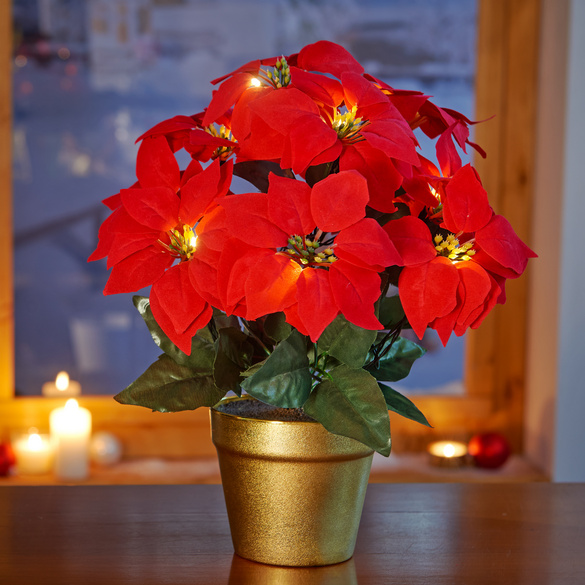 Eldo LED-Christstern im Topf