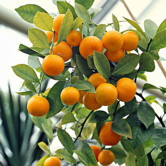 Pflanzset Orangenbaum Pflanzset Orangenbaum