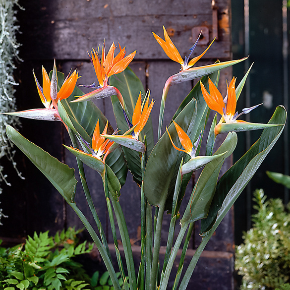 Pagen Pflanzset "Strelitzia"