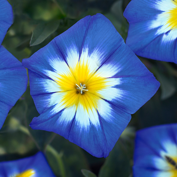 Pagen Pflanzset Zaunwinde blau