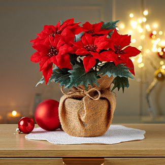 Weihnachtsstern-Zweig rot | 3PAGEN
