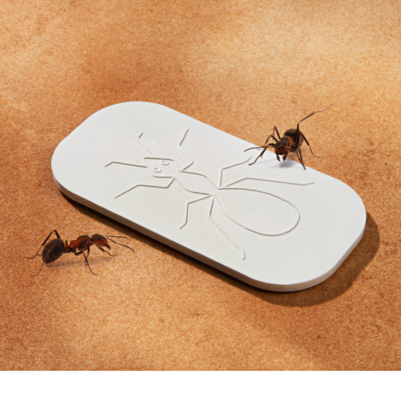 Ameisen Gift Platte