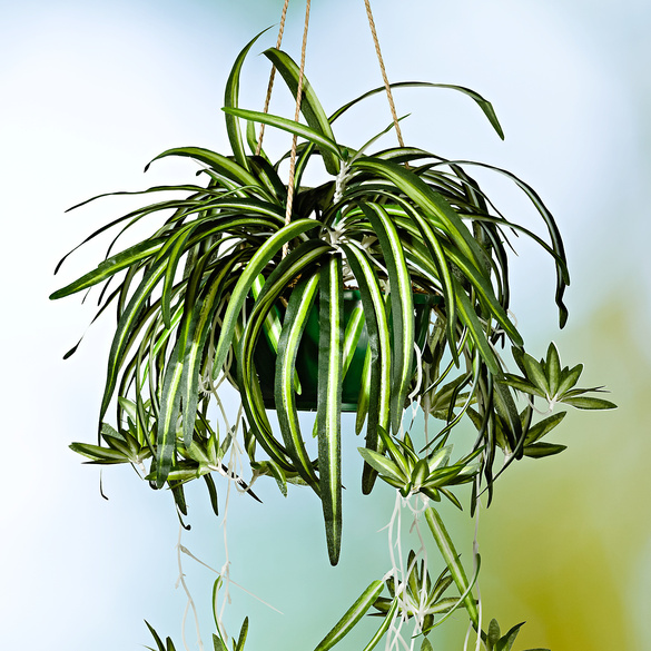 Kunstpflanze Grünlilie