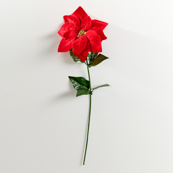 Weihnachtsstern-Zweig rot