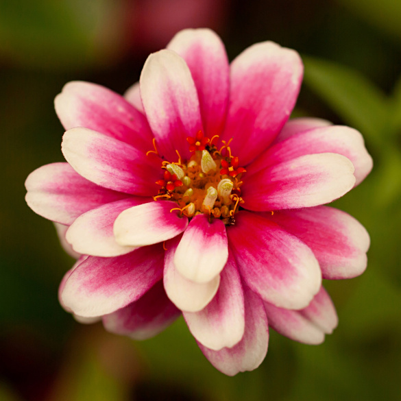 Zinnien