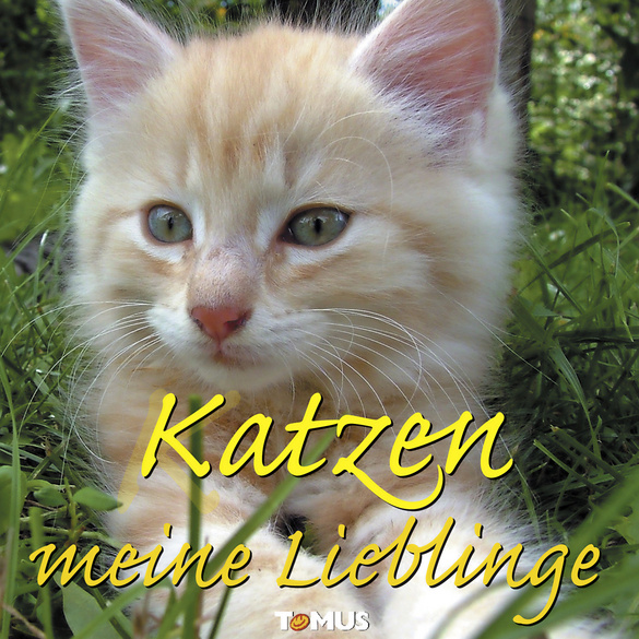 Buch Katzen meine Lieblinge