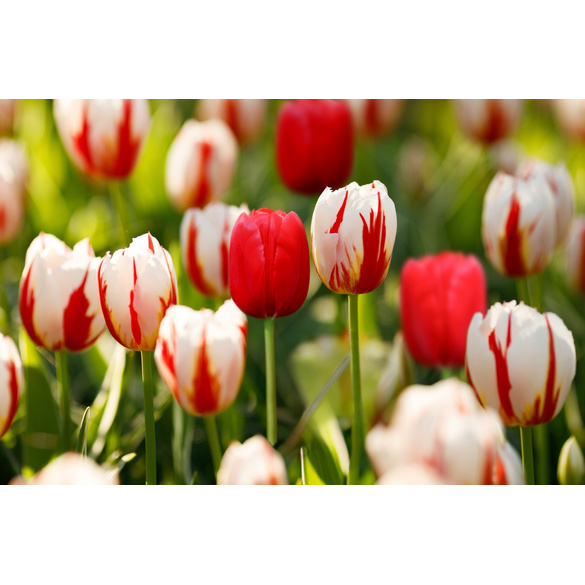 Tulpen rot-weiß 25er-Set