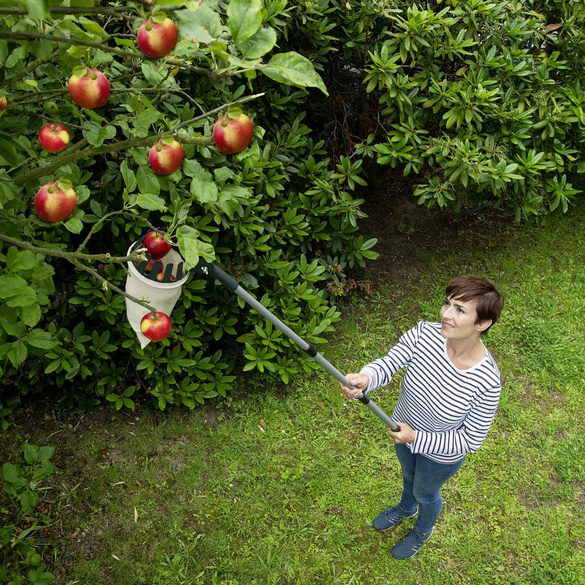 Obstsammler XL mit Teleskopstiel MAXIMEX