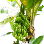 Pflanzset "Bananenpflanze"