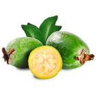 Pflanzset "Ananas-Guave"