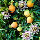 Passiflora "Passionsfrüchte"