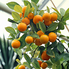 Orangenbaum, L50 cm