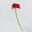 Dekozweig Amaryllis Eldo